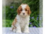 Cavapoo PUPPY FOR SALE ADN-787614 - f1b Cavapoo