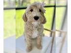 Australian Labradoodle PUPPY FOR SALE ADN-787632 - Sarah