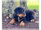Rottweiler PUPPY FOR SALE ADN-787637 - Cutest bundle of sweet little Rottweilers