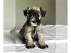 Schnauzer (Miniature) PUPPY FOR SALE ADN-787649 - AKC Miniature schnauzer