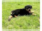 Rottweiler PUPPY FOR SALE ADN-787660 - Rottweiler Puppies