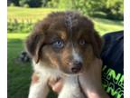 Australian Shepherd PUPPY FOR SALE ADN-787665 - Blue and Red Merle and Tri