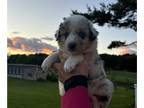 Australian Shepherd PUPPY FOR SALE ADN-787665 - Blue and Red Merle and Tri