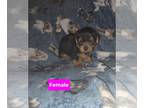 Yorkshire Terrier PUPPY FOR SALE ADN-787670 - Yorkie female