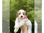 Goldendoodle PUPPY FOR SALE ADN-787671 - Bellas Beauties