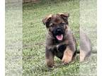 German Shepherd Dog PUPPY FOR SALE ADN-787712 - German Shepherd puppies