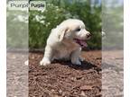 Great Pyrenees PUPPY FOR SALE ADN-787713 - Lunas and Zanders pups