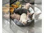 French Bulldog PUPPY FOR SALE ADN-787714 - All the beautiful shades of a