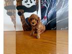 Poodle (Toy) PUPPY FOR SALE ADN-787715 - Toy poodle