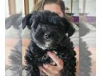 YorkiePoo PUPPY FOR SALE ADN-787716 - Adorable Yorkipoo