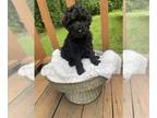 Poodle (Standard) PUPPY FOR SALE ADN-787720 - Poodle