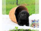 Labrador Retriever PUPPY FOR SALE ADN-787723 - AKC registered Labrador retriever