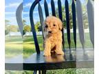 Goldendoodle-Poodle (Standard) Mix PUPPY FOR SALE ADN-787725 - Beautiful F1B