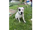 Adopt Xenia a White - with Black Pit Bull Terrier / Mixed Breed (Medium) / Mixed