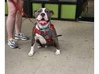 Adopt Machete a Gray/Blue/Silver/Salt & Pepper Pit Bull Terrier / Mixed dog in