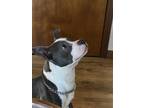Adopt Machete a Gray/Blue/Silver/Salt & Pepper Pit Bull Terrier / Mixed dog in