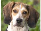 Adopt Bart a Tricolor (Tan/Brown & Black & White) Beagle / Mixed dog in Chicago