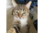 Adopt Qitta Neko a Brown Tabby American Shorthair / Mixed (short coat) cat in
