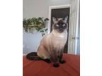 Adopt Chino a Tan or Fawn Siamese / Mixed (short coat) cat in Baltimore