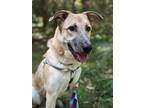 Adopt Fritz - So Handsome and Cool! a White - with Tan, Yellow or Fawn Shepherd