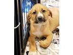Adopt Ace a Tan/Yellow/Fawn - with Black German Shepherd Dog / Mixed dog in Glen