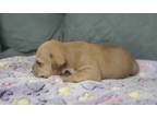 Adopt Jasper a Tan/Yellow/Fawn Labrador Retriever / Pit Bull Terrier / Mixed dog