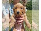 Goldendoodle PUPPY FOR SALE ADN-787745 - Gorgeous red apricot medium