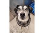 Adopt SASHA a Husky / Labrador Retriever / Mixed dog in Fairbanks, AK (41375388)