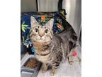 Adopt EVEREST a Gray or Blue Domestic Shorthair / Mixed (short coat) cat in