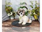 Shih Tzu PUPPY FOR SALE ADN-787750 - Charlie