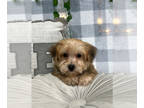 Yo-Chon PUPPY FOR SALE ADN-787759 - Bingo