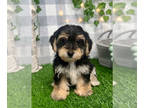 Yo-Chon PUPPY FOR SALE ADN-787761 - Stella