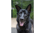 Adopt Darby a Black Mixed Breed (Large) / Mixed dog in Arlington, VA (41187980)