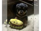 Rottweiler PUPPY FOR SALE ADN-787762 - AKC Male