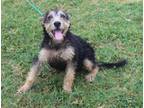 Adopt Bailey a Fox Terrier (Wirehaired) dog in Windsor, CO (41466068)