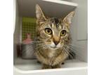 Adopt Hurricane Tortilla a Brown or Chocolate Domestic Shorthair / Domestic