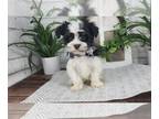 Havanese PUPPY FOR SALE ADN-787766 - Buster