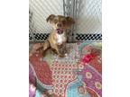 Adopt Pranca a Brown/Chocolate Mixed Breed (Medium) / Mixed dog in Kansas City