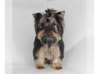 Yorkshire Terrier PUPPY FOR SALE ADN-787768 - Tcup boy Den