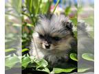 Pomeranian PUPPY FOR SALE ADN-787769 - Teacup Pomeranian puppies
