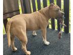 Adopt Winnie a Tan/Yellow/Fawn - with White American Staffordshire Terrier /
