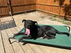 Adopt Forest a Black - with White American Pit Bull Terrier / Great Pyrenees /