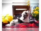 Poodle (Miniature) PUPPY FOR SALE ADN-787778 - Heather AKC Registered Mini
