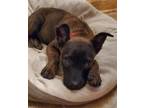 Adopt Ellie the tiny puppy a Brindle Rat Terrier / Dutch Shepherd / Mixed dog in