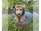 Mini Whoodle (Wheaten Terrier/Miniature Poodle) PUPPY FOR SALE ADN-787780 -