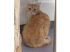 Adopt Merlin a Domestic Shorthair / Mixed (short coat) cat in Rockford