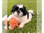 Shih Tzu PUPPY FOR SALE ADN-787786 - Anne