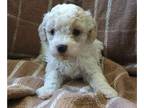 Goldendoodle (Miniature) PUPPY FOR SALE ADN-787788 - Toy Goldendoodle Male