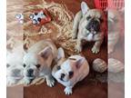 French Bulldog PUPPY FOR SALE ADN-787793 - AKC REGISTERED FRENCH BULLDOGS