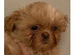 Shih Tzu PUPPY FOR SALE ADN-787797 - Male ShihTzu puppy